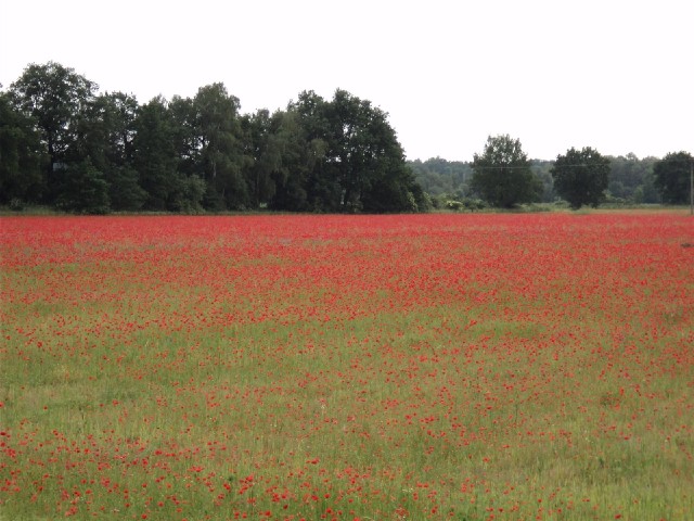 Lots of poppies!