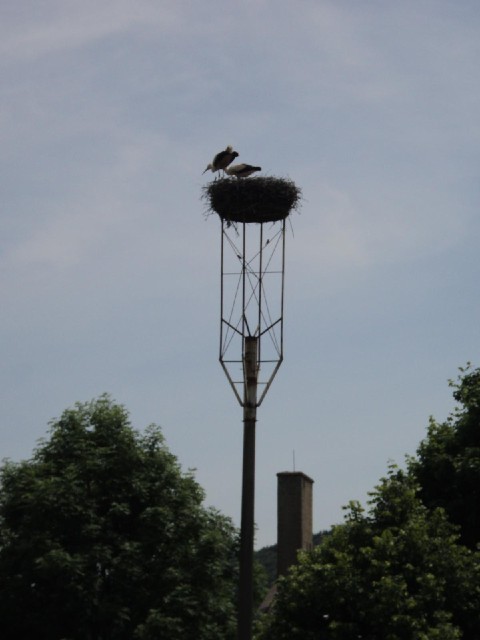 Storks! I was surprised not not have seen any until now. I did see a plastic one a few days ago.