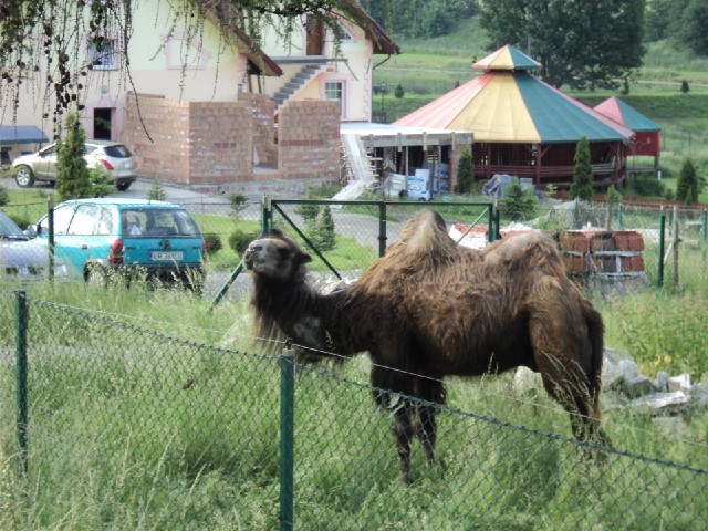 Camel camel camel camel camel!<br><br>Camel?