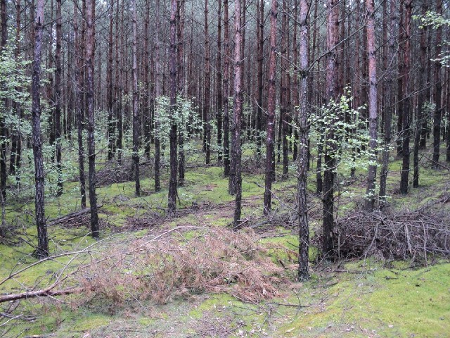The road has passed through a pretty forest this morning. That moss is very green, and very soft and...