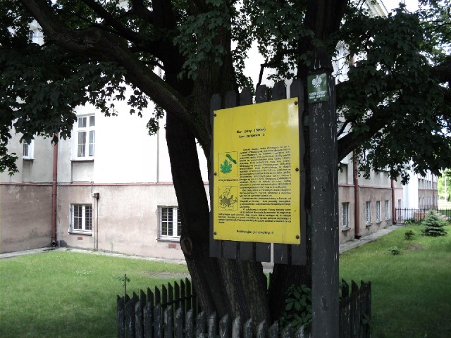 Acer campestre, the field maple. I don't know why this tree deserves a label.