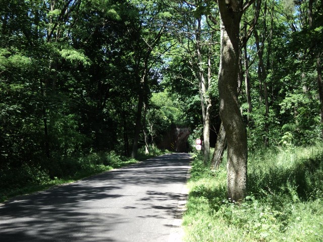 One of today's many leafy roads.