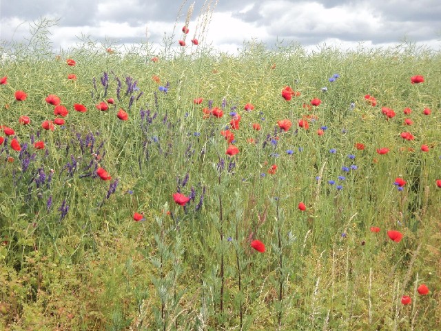 The red and blue flowers have now been joined by some purple ones.