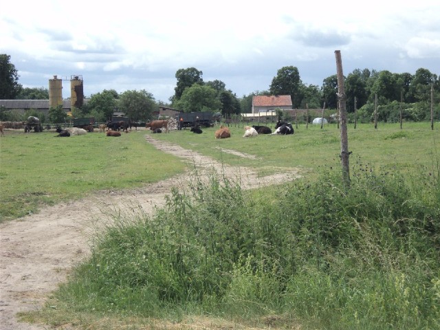 Contrary to what I said yesterday, these cows aren't fenced in at all. They must like being where th...