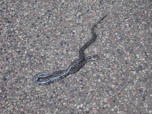 No holiday is complete without a dead snake.