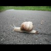 There have been a lot of slugs and a few snails on my part of the road today. I haven't noticed so m...