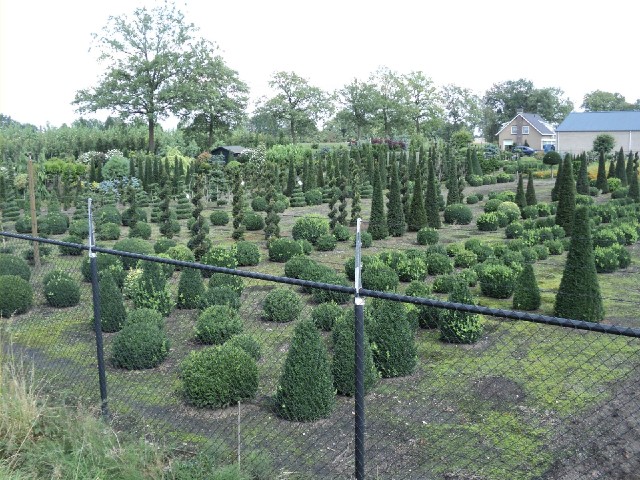 This seems to be some kind of topiary farm. I assume these are being grown for sale. I didn't know y...