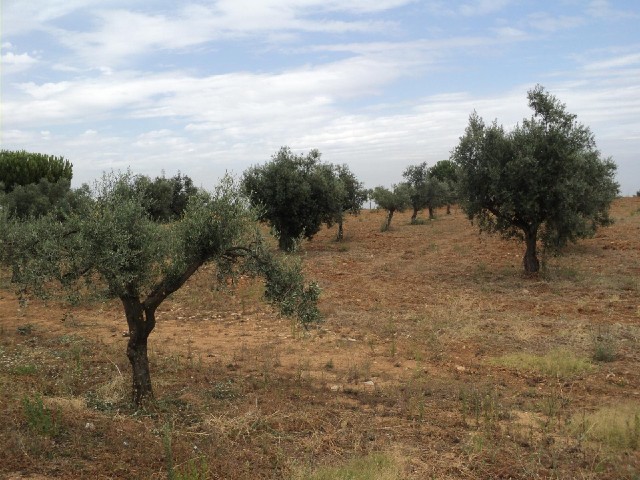Are these olive trees?