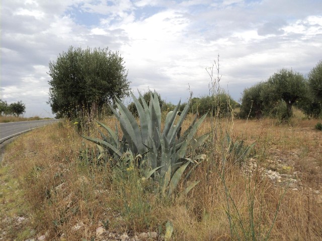 I must be heading into a drier region. Cacti have started appearing along the road.