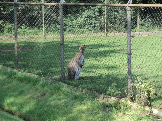 I didn't expect to see a wallaby.