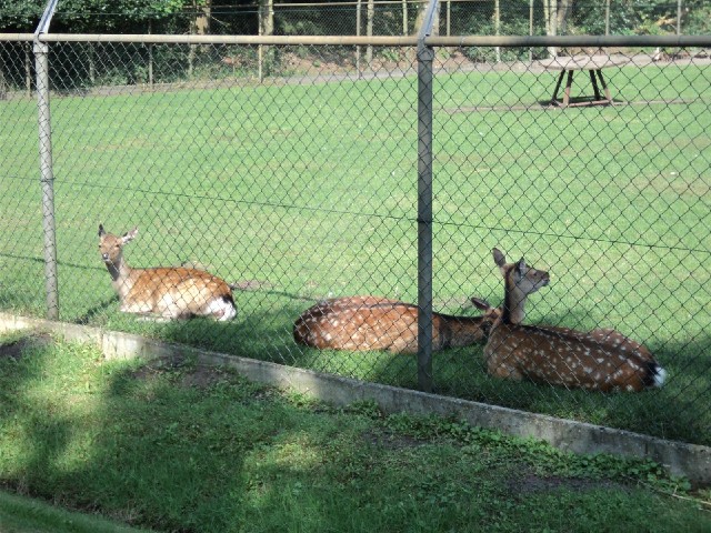 These deer were in the same garden as the wallaby.