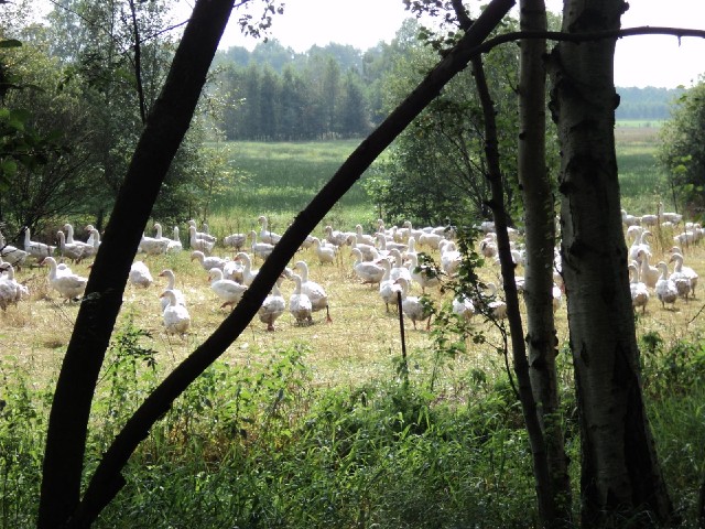 Just part of a field of geese which surprised me.