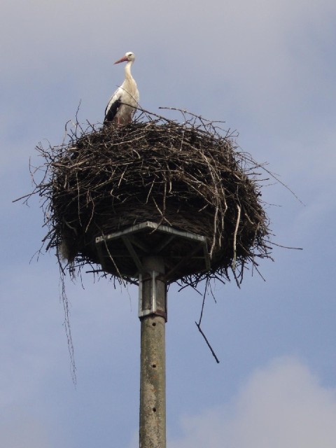 My first stork sighting of this year.