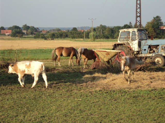 Young horses and cows.