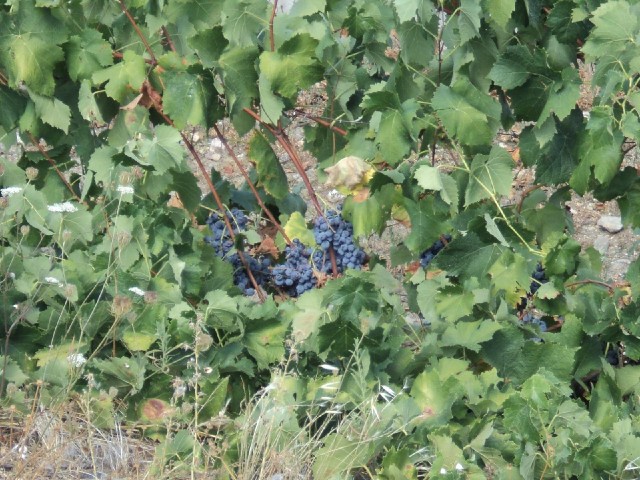 These were the first grapes I saw.