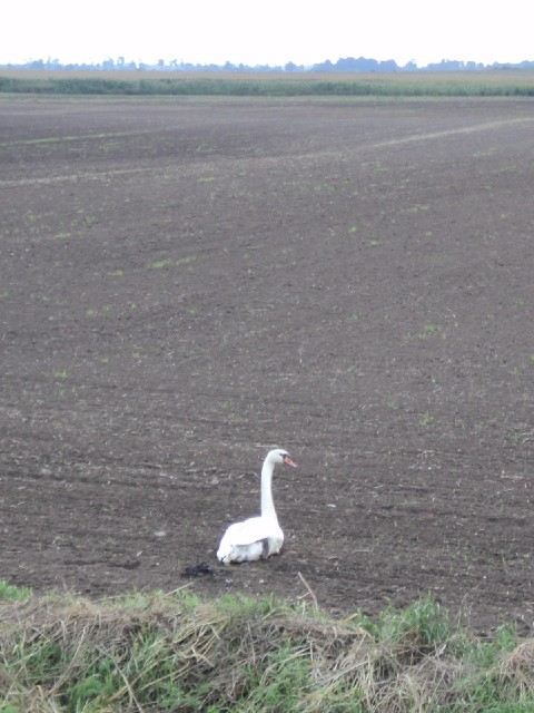 Funny place for a swan.