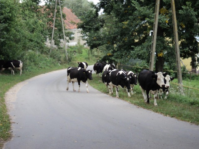I encountered these cows filing along the road. There didn't seem to be any people with them.