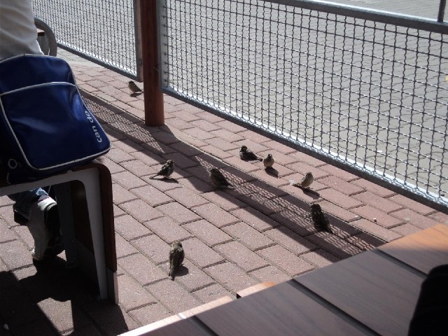 This restaurant has a bit of a bird problem.