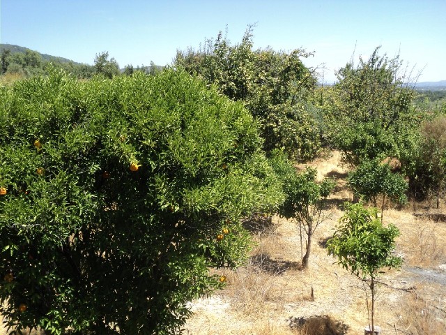 Oranges on the near tree and pears on the far one.