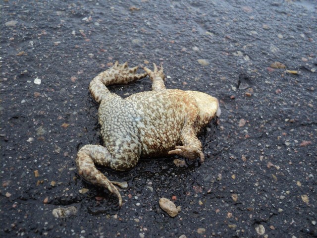 Ever since Germany, I have been seeing dead frogs in the road. This one was so well preserved that I...