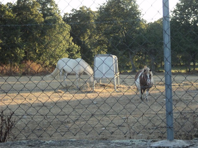 This little horse came over to see me. I was a bit sorry to ride off and leave it.