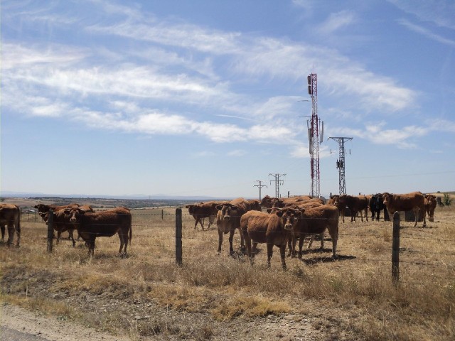More cows, and some masts.