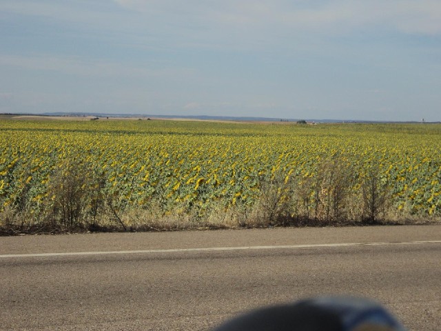 The strange thing about these sunflowers is that they were all facing away from the Sun.
