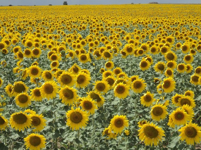 If you thought there were a lot of sunflowers yesterday, look at these!