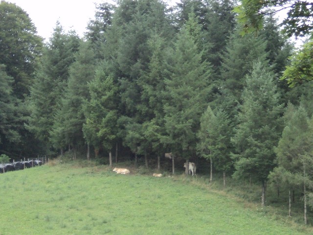 Cows sheltering from the rain.