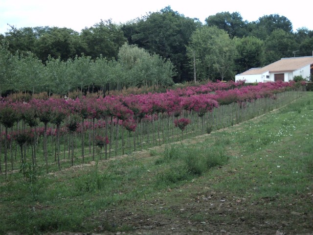 I don't know what these flowers are.