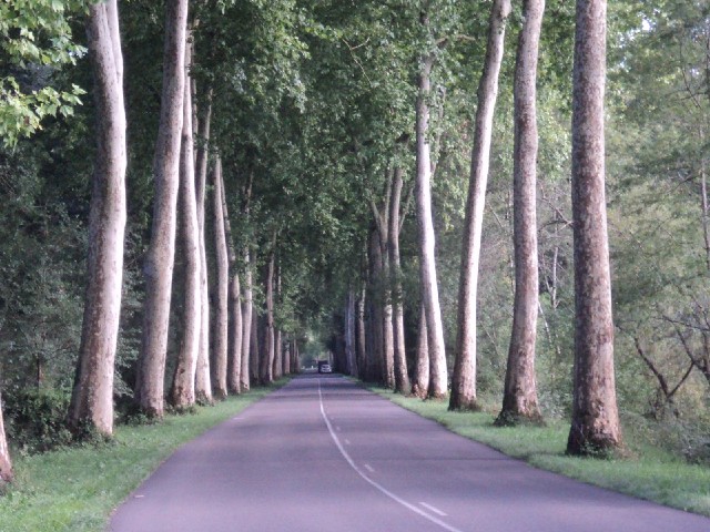 Another of these tree-lined avenues.