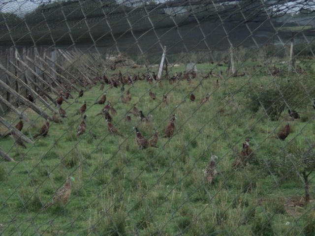 Lots of pheasants in a big cage. This was just one end of it.