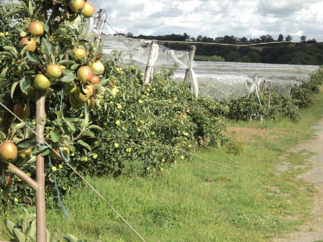 Here's a new crop. I was riding past apples for a few hours and saw a few lorries full of them.