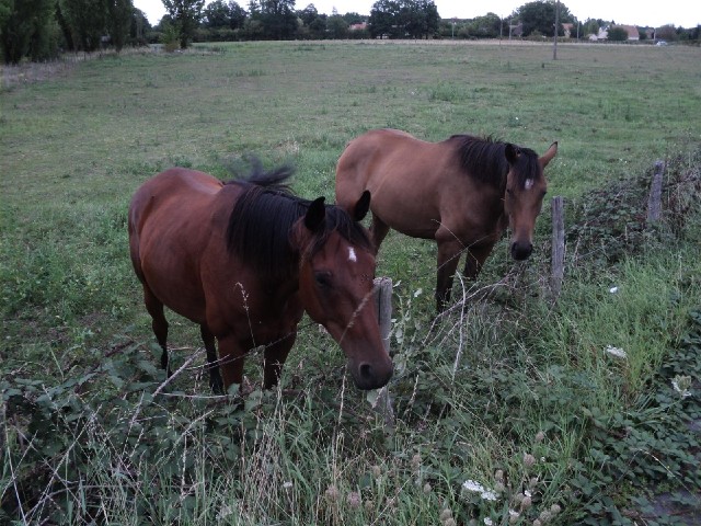 As usual, these horses came to see what I was doing when I stopped.