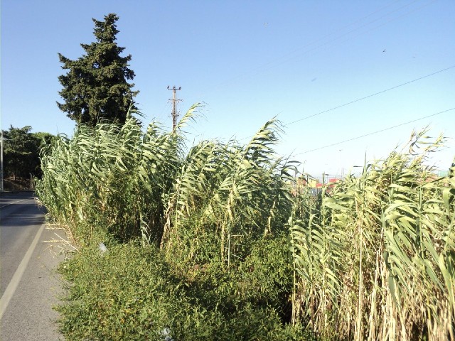 Sugar cane growing at the side of the road, and occasionally impinging on my hard shoulder.