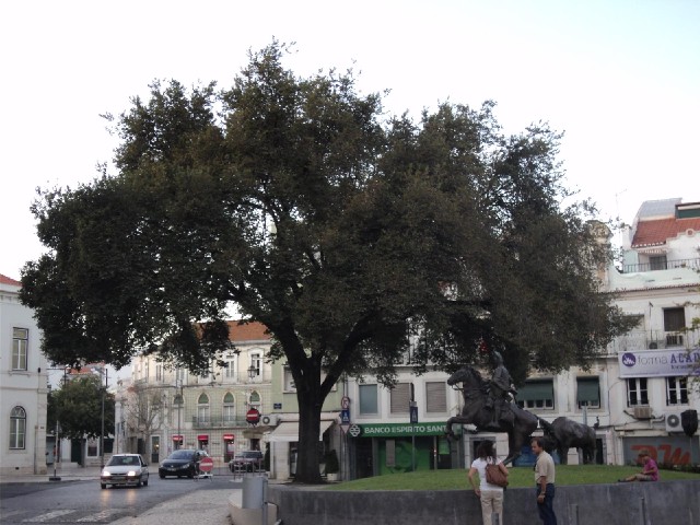 This tree was crammed with noisy birds, with more flocking to it from all directions.