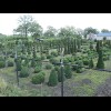 This seems to be some kind of topiary farm. I assume these are being grown for sale. I didn't know y...