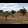 Are these olive trees?