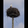 My first stork sighting of this year.