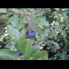 It looks like plums are coming into season. I have seen quite a few squashed on the roads. I hope th...