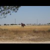 Like the small horse yesterday, this one came over to see what I was doing when I tried to photograp...