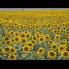 If you thought there were a lot of sunflowers yesterday, look at these!