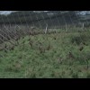 Lots of pheasants in a big cage. This was just one end of it.