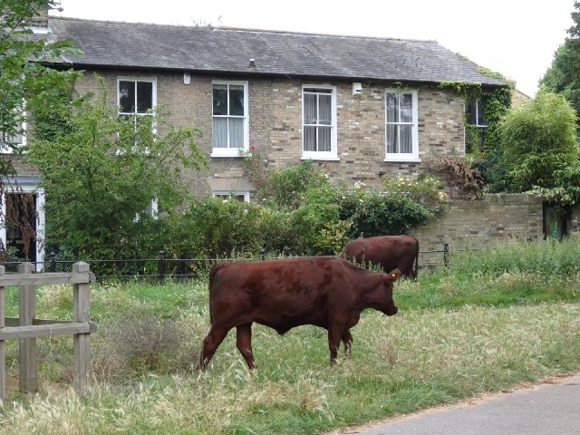 Cows in Cambridge.