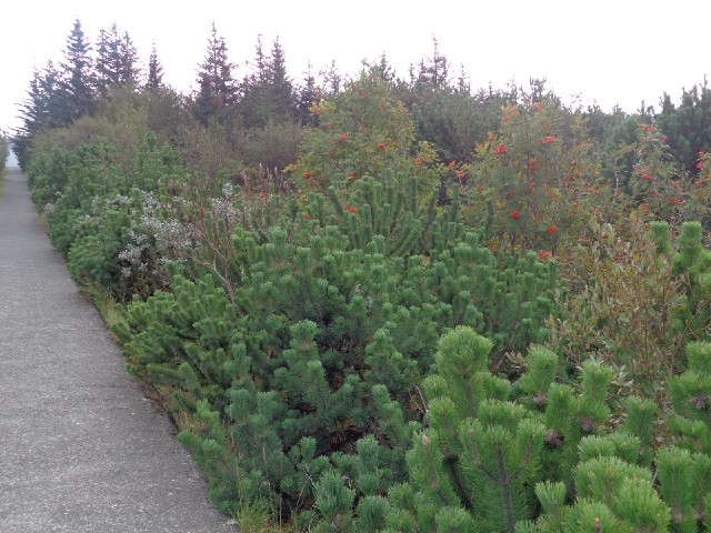 The path leading up to the Pearl.