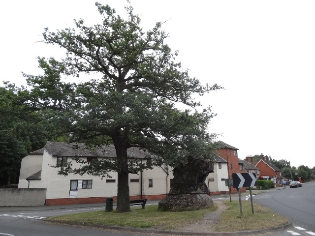 According to the plaque, the oak tree on the left was planted in 1863. The history of the huge stump...
