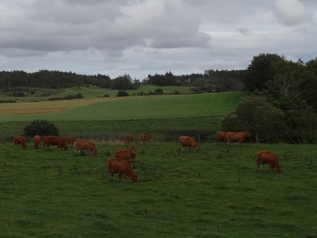 Cows.