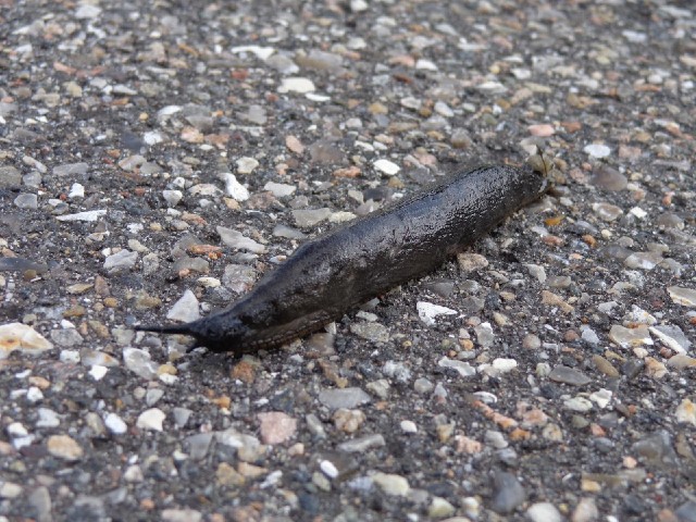 I've been having to avoid slugs all the way across Denmark. Some are orange and much fatter than thi...