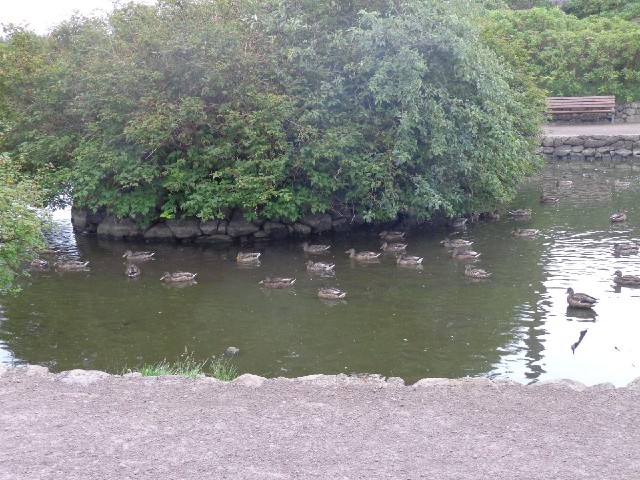 I don't know what has suddenly caught all the ducks' attention over there.