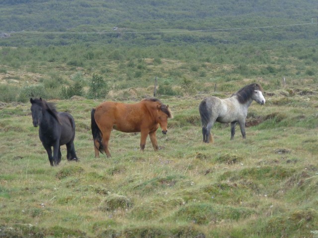 Icelandic horses are a very pure breed. No horse has come to this island in 1030 years. Even Iceland...